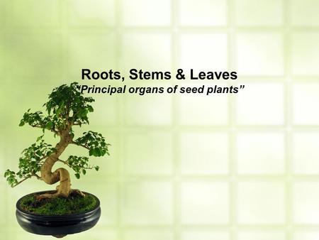Roots, Stems & Leaves “Principal organs of seed plants”