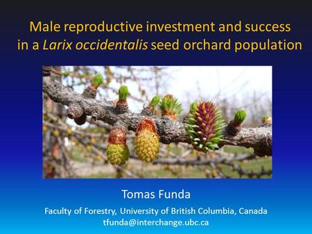 Male reproductive investment and success in a Larix occidentalis seed orchard population Tomas Funda Faculty of Forestry, University of British Columbia,