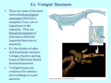Ex: Vestigial Structures These are some of the most interesting homologous structures which have marginal, if any, use or importance to the organism. They.