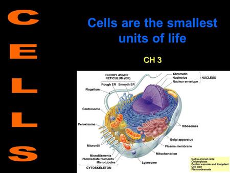 Cells are the smallest units of life