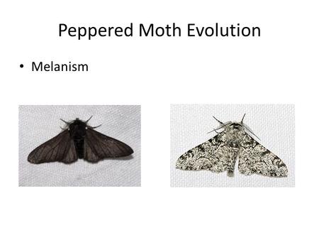 Peppered Moth Evolution
