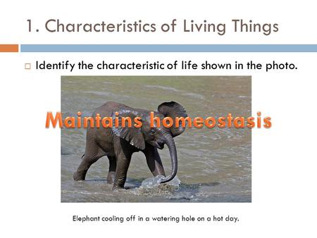 1. Characteristics of Living Things  Identify the characteristic of life shown in the photo. Elephant cooling off in a watering hole on a hot day.