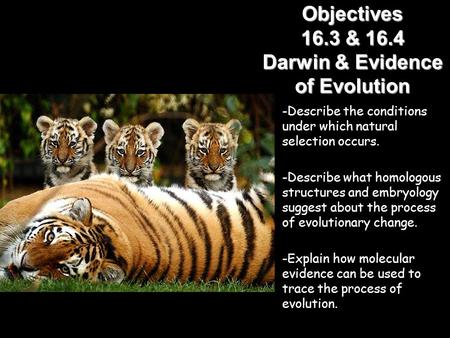 Objectives 16.3 & 16.4 Darwin & Evidence of Evolution
