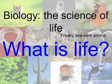 Biology: the science of life What is life? Freaky sea-vent worms.