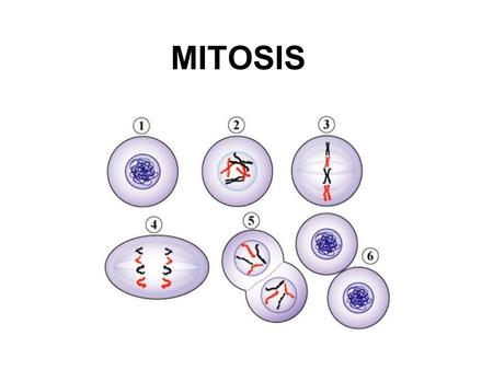 Copyright © The McGraw-Hill Companies, Inc. Permission required for reproduction or display. MITOSIS.