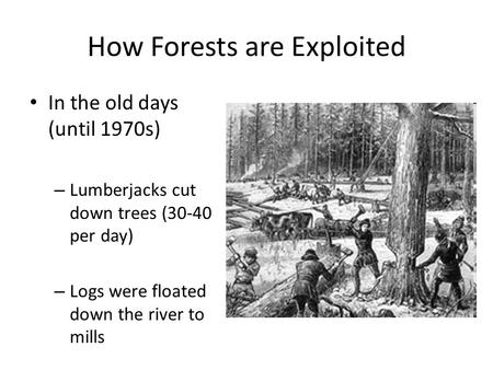 How Forests are Exploited In the old days (until 1970s) – Lumberjacks cut down trees (30-40 per day) – Logs were floated down the river to mills.