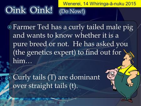  Farmer Ted has a curly tailed male pig and wants to know whether it is a pure breed or not. He has asked you (the genetics expert) to find out for him…