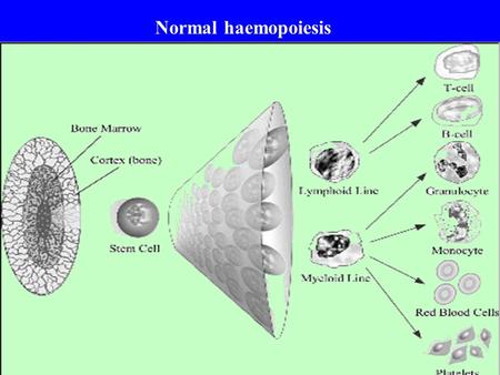 Normal haemopoiesis. ABNORMALITIES IN THE HEMOPOIETIC SYSTEM CAN LEAD TO HEMOGLOBINOPATHIES HEMOPHILIA DEFECTS IN HEMOSTASIS/THROMBOSIS HEMATOLOGICAL.