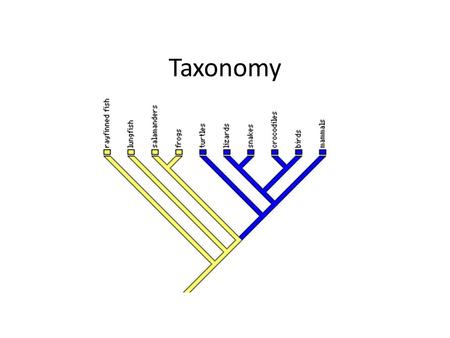 Taxonomy. Taxonomy: Defining groups of organisms based on similar characteristics. The result is a branching structure called the phylogenetic tree 4.