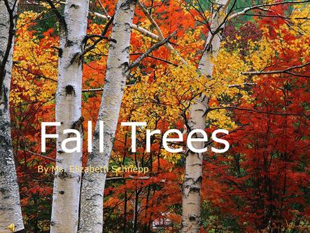 Fall Trees By Ms. Elizabeth Schnepp Autumn Colors  In Autumn we see trees with many different and beautiful colors.  What are some colors you might.