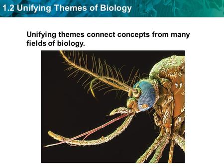 Unifying themes connect concepts from many fields of biology.