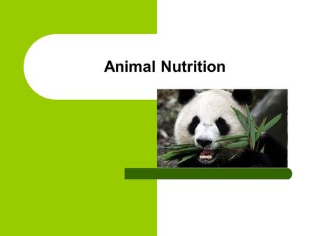 Animal Nutrition. What is animal nutrition? The dietary needs of domesticated and captive wild animals.