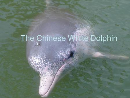 The Chinese White Dolphin