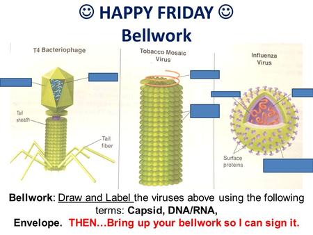 HAPPY FRIDAY Bellwork Bellwork: Draw and Label the viruses above using the following terms: Capsid, DNA/RNA, Envelope. THEN…Bring up your bellwork so I.