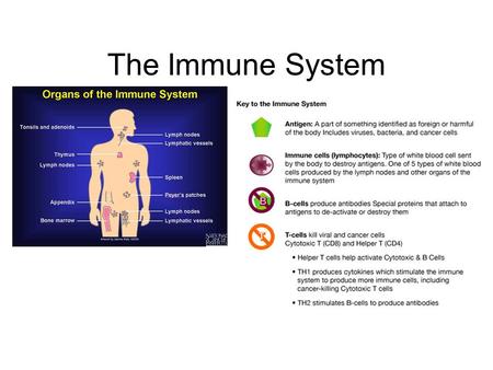 The Immune System. The Nature of Disease Infectious Diseases: Diseases, such as colds, that are caused by pathogens that have invaded the body. Pathogens.