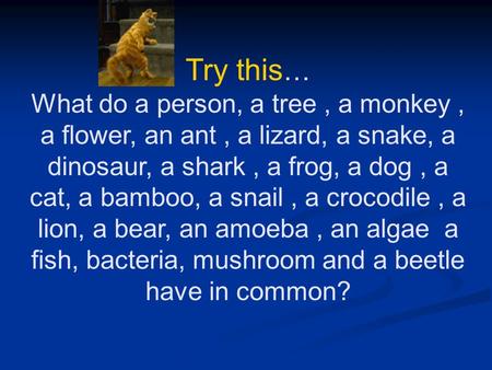 Try this … What do a person, a tree, a monkey, a flower, an ant, a lizard, a snake, a dinosaur, a shark, a frog, a dog, a cat, a bamboo, a snail, a crocodile,