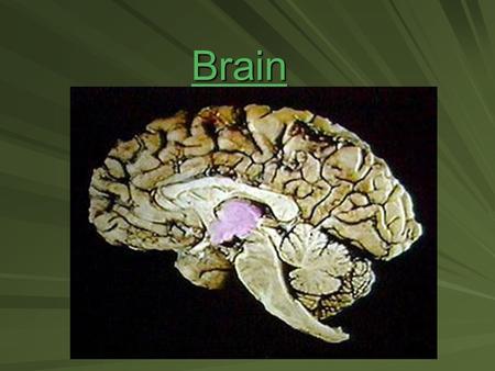 Brain. Major parts of brain 1. Brain stem – continuous with spinal cord; includes: 1.medulla oblongata- most inferior; a hard blow can be fatal; responsible.