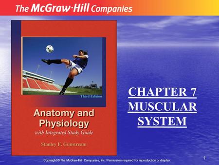 1 Copyright © The McGraw-Hill Companies, Inc. Permission required for reproduction or display. CHAPTER 7 MUSCULAR SYSTEM.