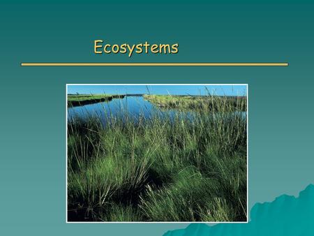 Ecosystems. Primary Vocabulary Terms o Ecosystem o Biomass o Law of Conservation of Energy o Law of Conservation of Matter o Trophic levels o Detritus.