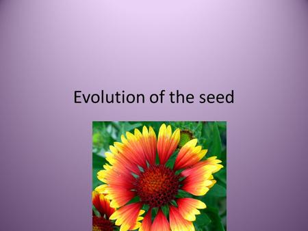 Evolution of the seed.