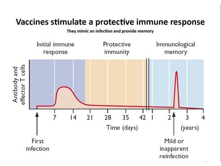 Viral Vaccine Types Viruses are inactivated with chemicals such as formaldehyde. Inactivated (killed) vaccines cannot cause an infection, but they.