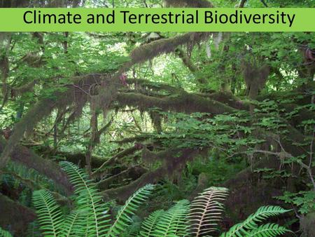 Climate and Terrestrial Biodiversity. I consist mostly of cone-bearing trees, I can be found south of the Arctic tundra in northern America, Asia, and.
