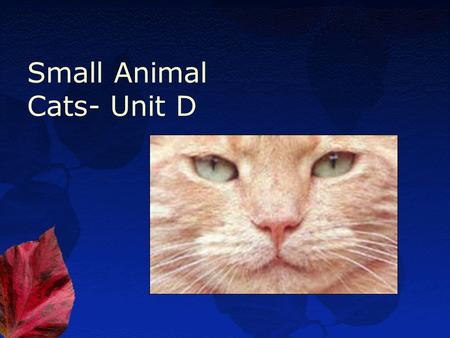 Small Animal Cats- Unit D. Essential Standard 8.00 Use information specific to each breed to choose the best cat for a given use.