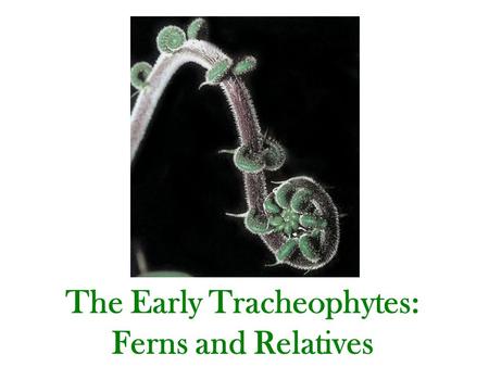 The Early Tracheophytes: Ferns and Relatives. Tracheophytes (Early and Late) - Tracheophytes are vascular plants that posses, lignified water conducting.