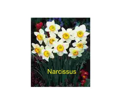 Narcissus. Umbrella Schefflera Rose Miniature Carnation.