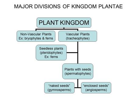 MAJOR DIVISIONS OF KINGDOM PLANTAE