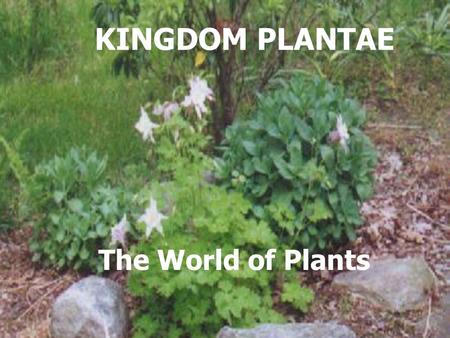 The World of Plants KINGDOM PLANTAE. THE DOMINANT ORGANISMS ON LAND. PLANTS PROBABLY EVOLVED FROM MULTICELLULAR AQUATIC GREEN ALGAE THAT COULD NOT SURVIVE.