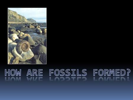 What is a fossil? A fossil is the remains or evidence of any plant or creature that once lived on the earth.