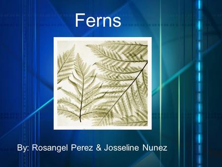 Ferns By: Rosangel Perez & Josseline Nunez. -Are an ancient lineage of plants, they have been around for more than 300 million years. -Grow in many different.