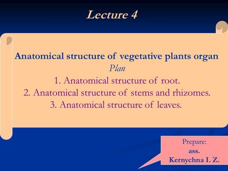 Lecture 4 Anatomical structure of vegetative plants organ. Plan 1. Anatomical structure of root. 2. Anatomical structure of stems and rhizomes. 3. Anatomical.