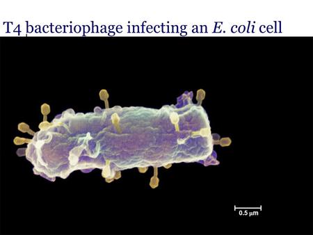 T4 bacteriophage infecting an E. coli cell 0.5  m.