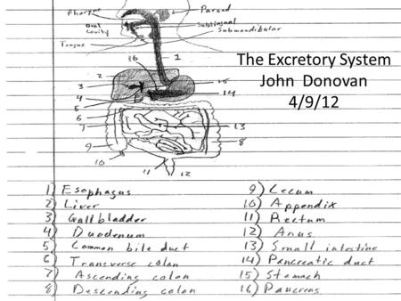 The Excretory System John Donovan 4/9/12. Excretory System The function of the excretory system is to transport the waste from the food that we got energy.