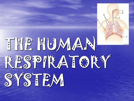 THE HUMAN RESPIRATORY SYSTEM. Aim: How do the structures of the respiratory system exchange gases with the environment? Aim: How do the structures of.