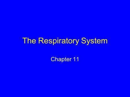 The Respiratory System Chapter 11. Respiration Physiological process by which oxygen moves into internal environment and carbon dioxide moves out Oxygen.
