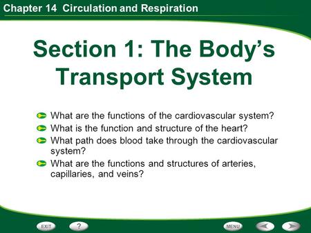 Section 1: The Body’s Transport System