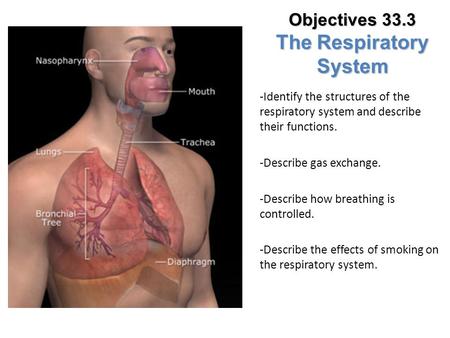Objectives 33.3 The Respiratory System