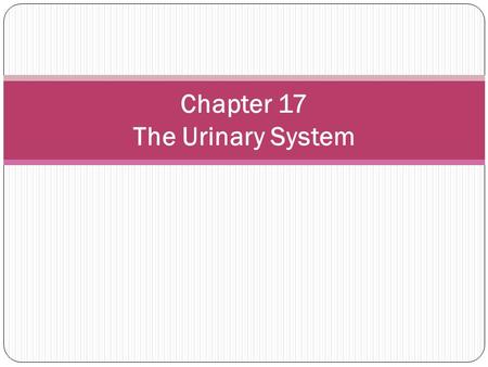 Chapter 17 The Urinary System