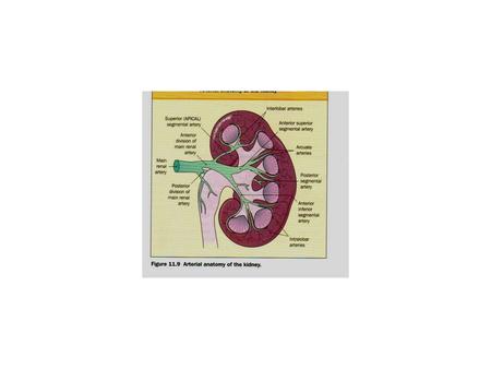 Renal Tumor A-Primary renal tumors: 1- Parenchymal Tumors: -Benign Adenomas,Angiomyolipomas, Oncocytoma…,, -Malignant : Nephroblastoma(Wilms' Tumor).