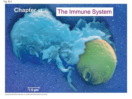 Fig. 43-1 1.5 µm Chapter 43 The Immune System. Fig. 43-2 INNATE IMMUNITY Recognition of traits shared by broad ranges of pathogens, using a small set.
