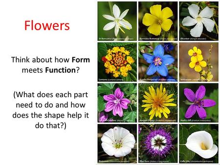 Flowers Think about how Form meets Function? (What does each part need to do and how does the shape help it do that?)