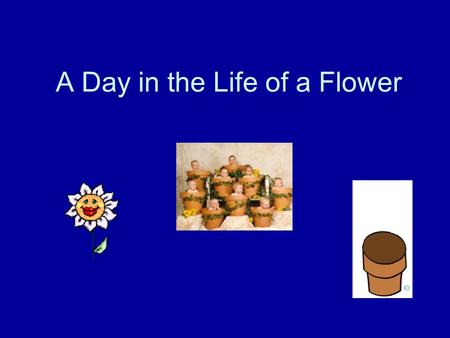 A Day in the Life of a Flower. Flower Function Primary Function: -To attract animals to pollinate the plant and reproduce. This is necessary in order.