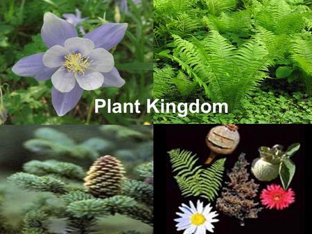Plant Kingdom.