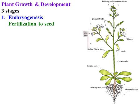 Plant Growth & Development 3 stages 1.Embryogenesis Fertilization to seed.