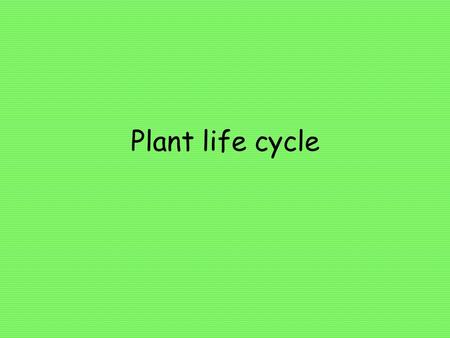 Plant life cycle.