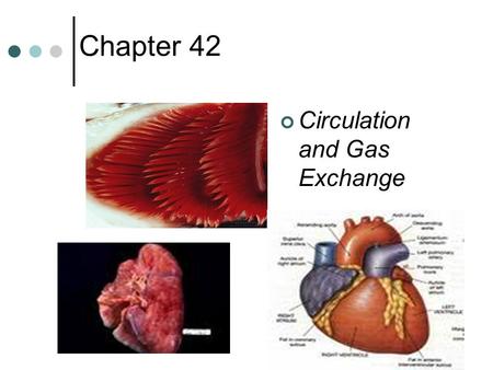 Chapter 42 Circulation and Gas Exchange. Circulation system evolution, I Gastrovascular cavity (cnidarians, flatworms) Open circulatory hemolymph (blood.