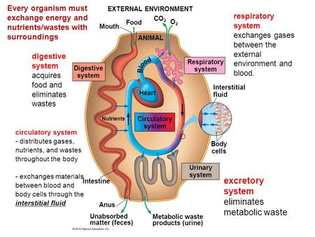 excretory system eliminates metabolic waste